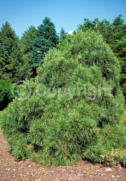 Yellow blooms; Evergreen; Needles or needle-like leaf