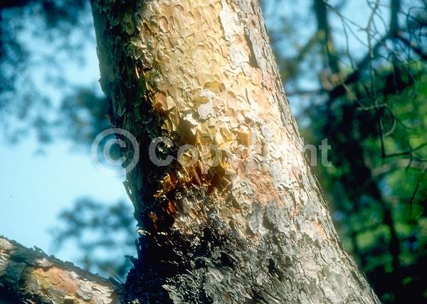 Yellow blooms; Evergreen; Needles or needle-like leaf