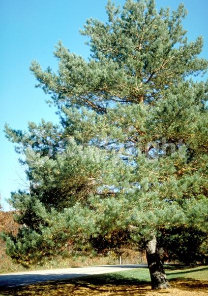 Yellow blooms; Evergreen; Needles or needle-like leaf