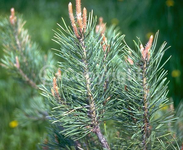Yellow blooms; Evergreen; Needles or needle-like leaf