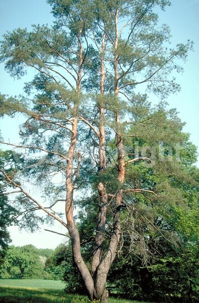 Yellow blooms; Evergreen; Needles or needle-like leaf