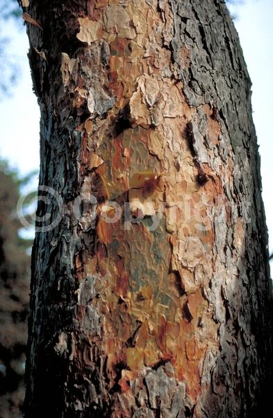 Yellow blooms; Evergreen; Needles or needle-like leaf