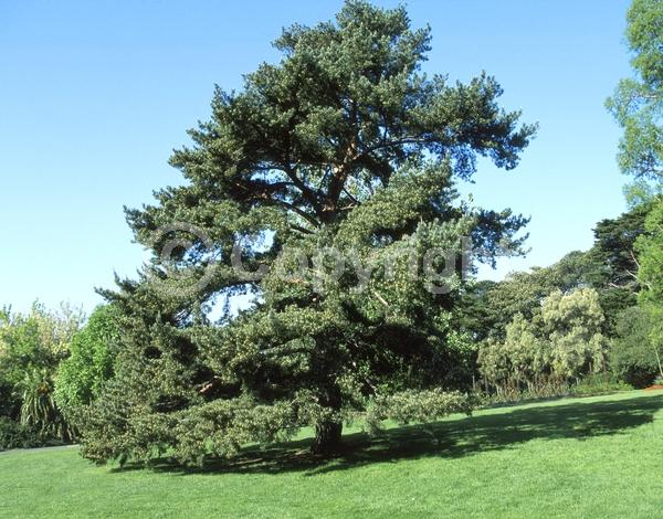 Yellow blooms; Evergreen; Needles or needle-like leaf