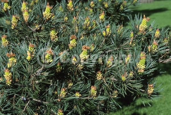 Yellow blooms; Evergreen; Needles or needle-like leaf