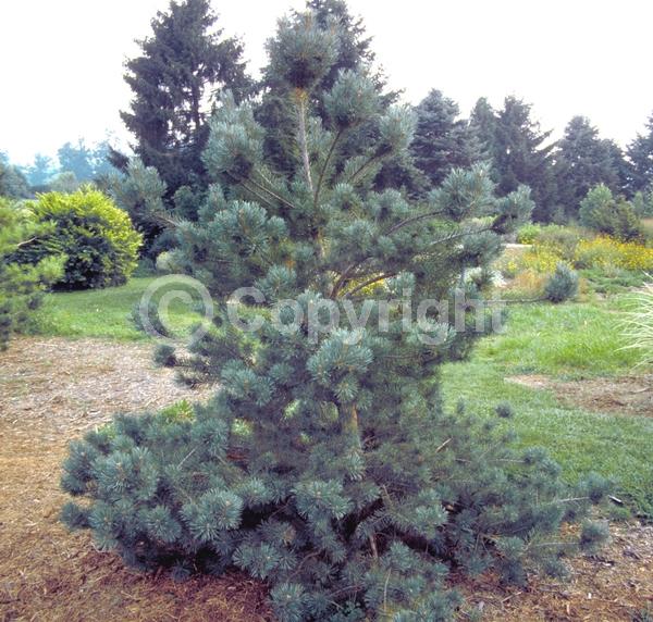 Yellow blooms; Evergreen; Needles or needle-like leaf
