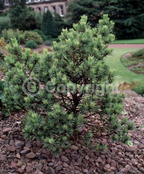 Yellow blooms; Evergreen; Needles or needle-like leaf