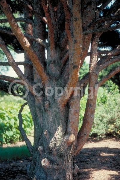 Yellow blooms; Evergreen; Needles or needle-like leaf