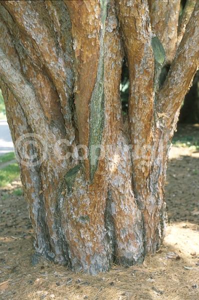 Yellow blooms; Evergreen; Needles or needle-like leaf