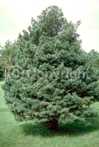 Yellow blooms; Evergreen; Needles or needle-like leaf