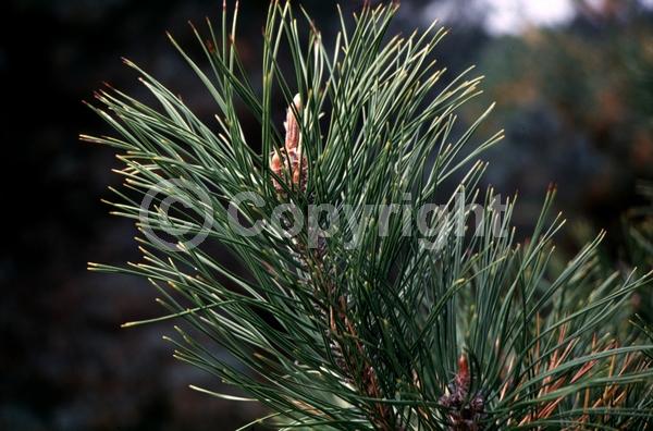 Yellow blooms; Evergreen; Needles or needle-like leaf