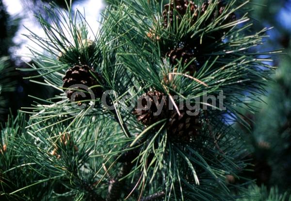 Yellow blooms; Evergreen; Needles or needle-like leaf