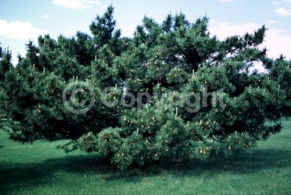Yellow blooms; Evergreen; Needles or needle-like leaf