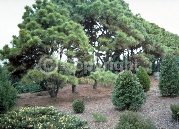 Yellow blooms; Evergreen; Needles or needle-like leaf