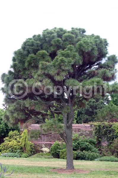 Yellow blooms; Evergreen; Needles or needle-like leaf
