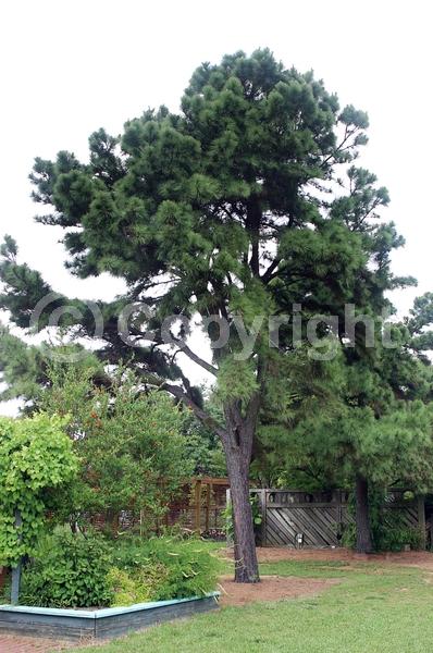 Yellow blooms; Evergreen; Needles or needle-like leaf