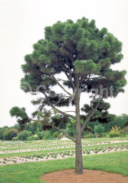 Yellow blooms; Evergreen; Needles or needle-like leaf