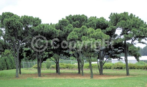 Yellow blooms; Evergreen; Needles or needle-like leaf; North American Native