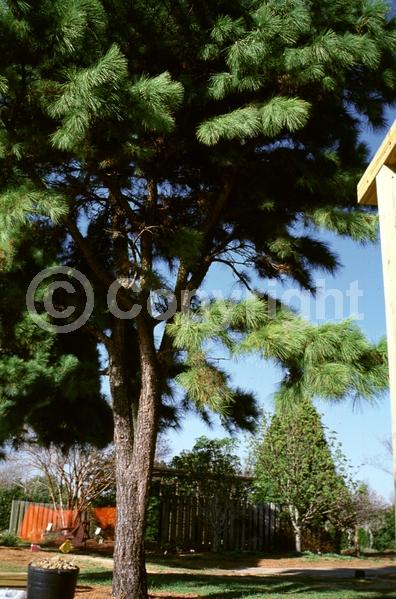 Yellow blooms; Evergreen; Needles or needle-like leaf