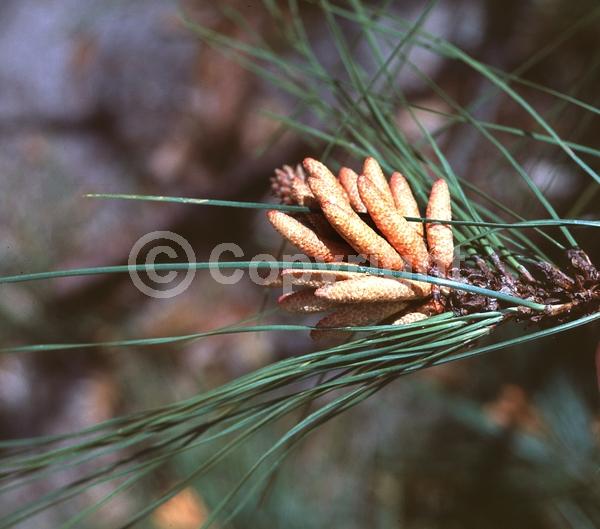 Yellow blooms; Evergreen; Needles or needle-like leaf; North American Native