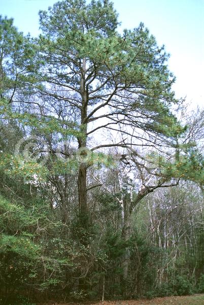 Yellow blooms; Evergreen; Needles or needle-like leaf; North American Native
