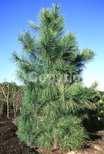 Yellow blooms; Evergreen; Needles or needle-like leaf; North American Native