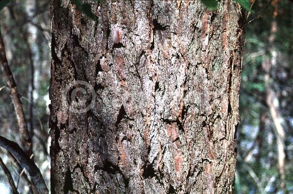 Yellow blooms; Evergreen; Needles or needle-like leaf; North American Native