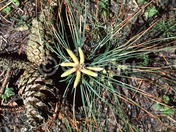 Yellow blooms; Evergreen; Needles or needle-like leaf; North American Native