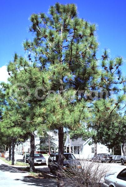 Yellow blooms; Evergreen; Needles or needle-like leaf; North American Native