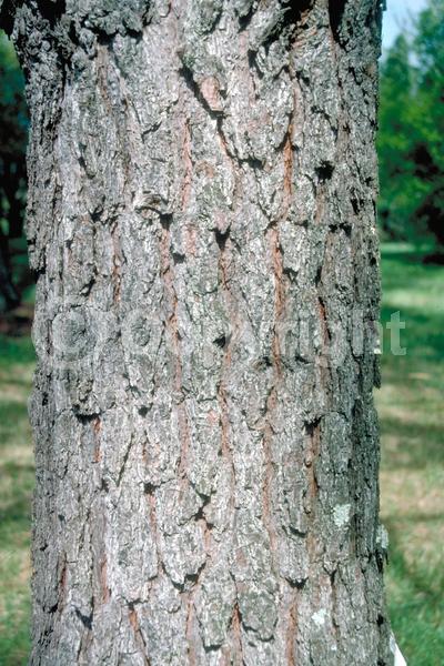 Yellow blooms; Evergreen; Needles or needle-like leaf; North American Native