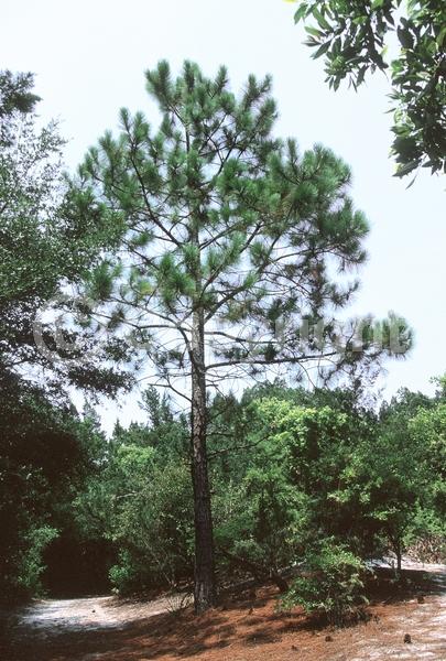Yellow blooms; Evergreen; Needles or needle-like leaf; North American Native