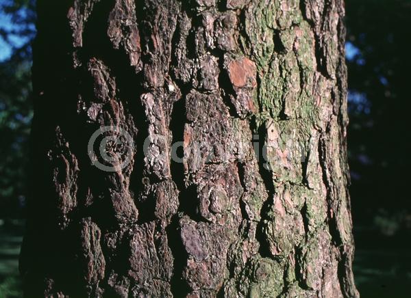 Yellow blooms; Evergreen; Needles or needle-like leaf; North American Native