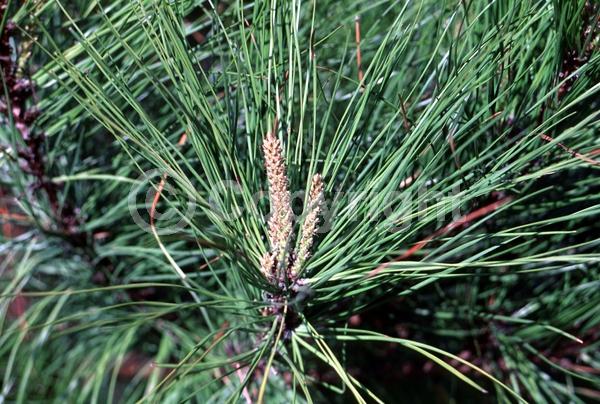 Yellow blooms; Evergreen; Needles or needle-like leaf; North American Native