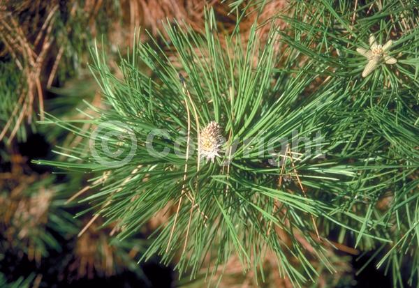 Yellow blooms; Evergreen; Needles or needle-like leaf