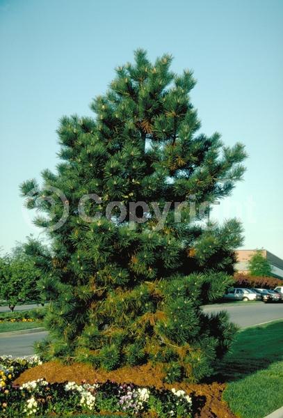 Yellow blooms; Evergreen; Needles or needle-like leaf