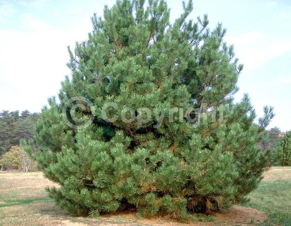 Yellow blooms; Evergreen; Needles or needle-like leaf