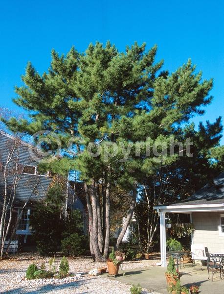 Yellow blooms; Evergreen; Needles or needle-like leaf