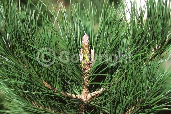 Yellow blooms; Evergreen; Needles or needle-like leaf