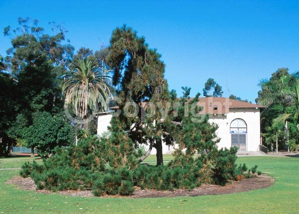 Yellow blooms; Evergreen; Needles or needle-like leaf