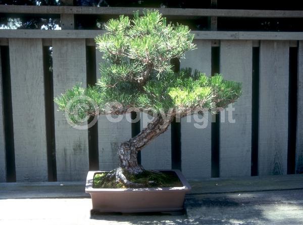 Yellow blooms; Evergreen; Needles or needle-like leaf