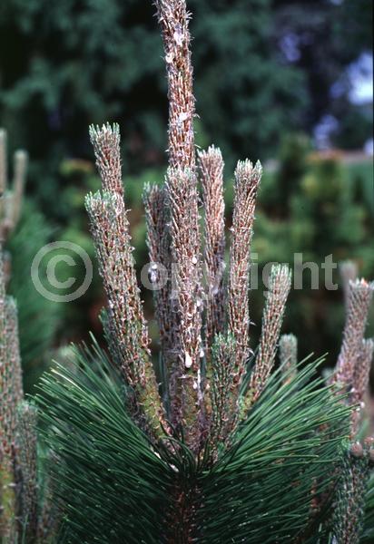 Yellow blooms; Evergreen; Needles or needle-like leaf