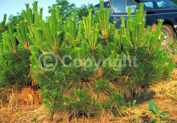 Yellow blooms; Evergreen; Needles or needle-like leaf