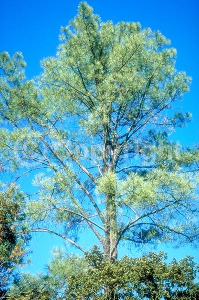 Yellow blooms; Purple blooms; Evergreen; Needles or needle-like leaf; North American Native