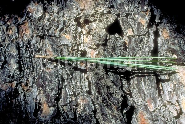 Yellow blooms; Purple blooms; Evergreen; Needles or needle-like leaf; North American Native