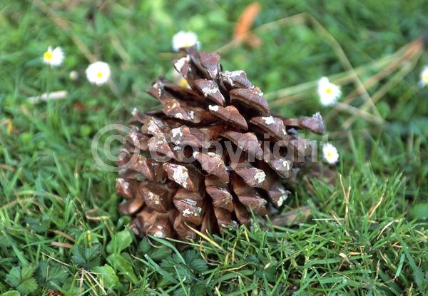 Yellow blooms; Purple blooms; Evergreen; Needles or needle-like leaf; North American Native