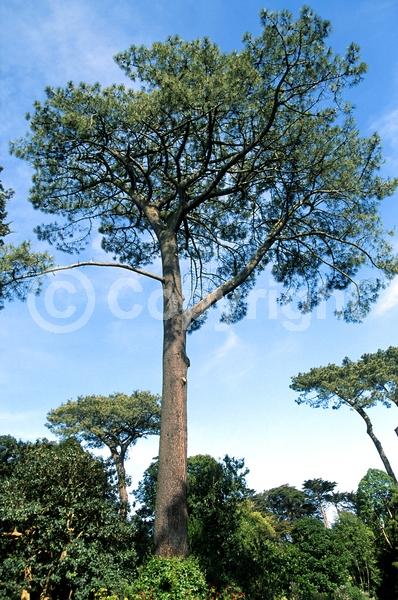 Yellow blooms; Purple blooms; Evergreen; Needles or needle-like leaf; North American Native