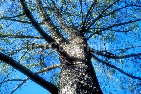 Yellow blooms; Purple blooms; Evergreen; Needles or needle-like leaf; North American Native