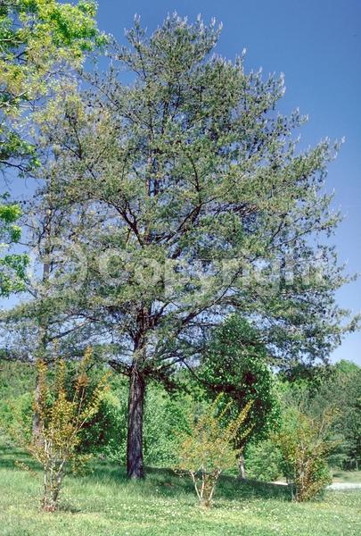 Yellow blooms; Evergreen; Needles or needle-like leaf; North American Native