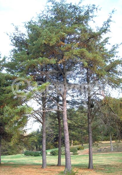 Yellow blooms; Evergreen; Needles or needle-like leaf; North American Native