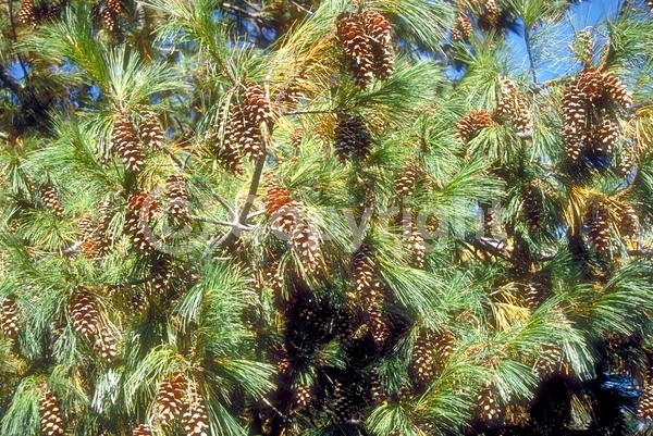 Yellow blooms; Pink blooms; Evergreen; Needles or needle-like leaf