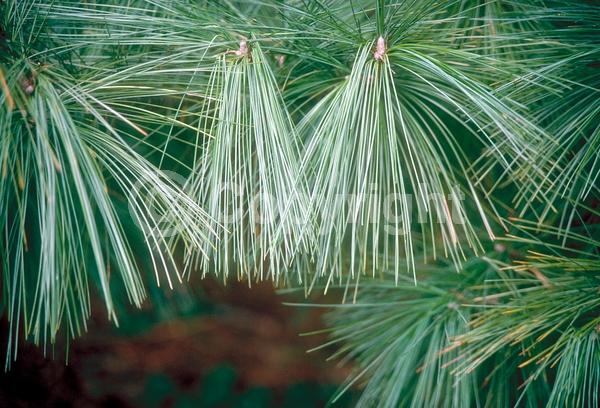 Yellow blooms; Pink blooms; Evergreen; Needles or needle-like leaf
